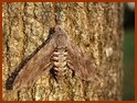 Herse convolvuli